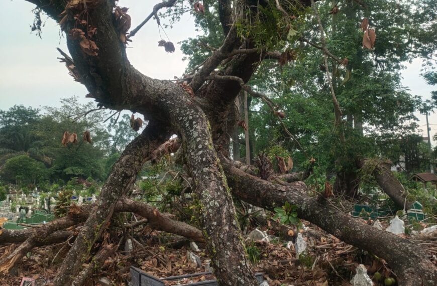 Pemkab Deli Serdang Tutup Mata, Pohon Saksi Sejarah…